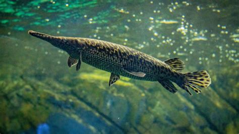 Discover The Fascinating World Of G T Fish: Habitat, Diet .